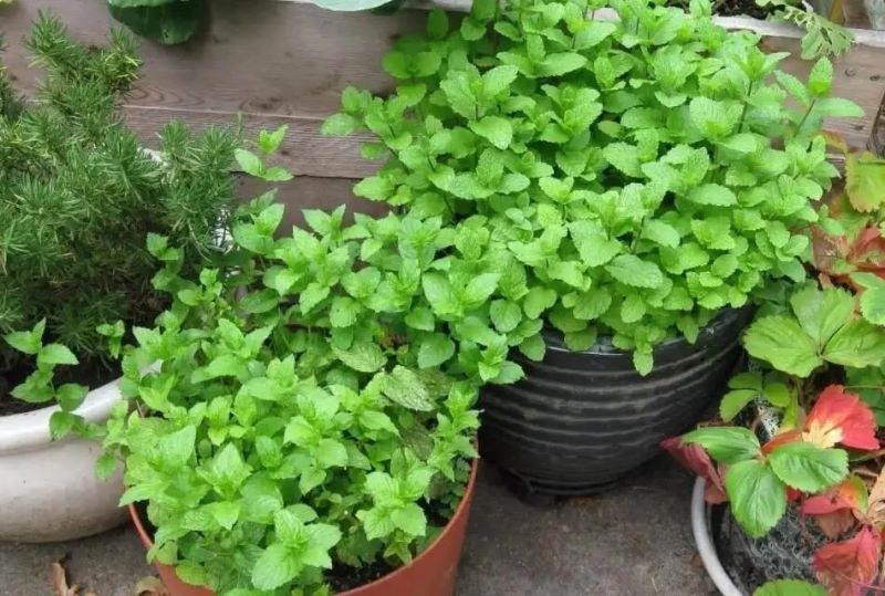 薄荷怎么养殖「薄荷怎么养殖 多久浇一次水」